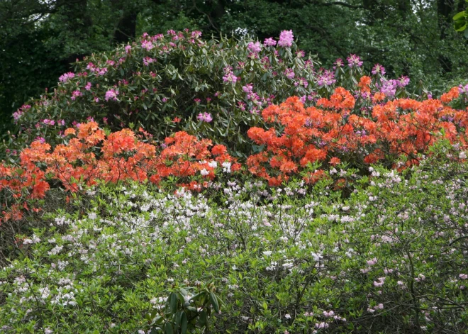 LU rododendru audzētava reģistrējusi piecas jaunas šķirnes