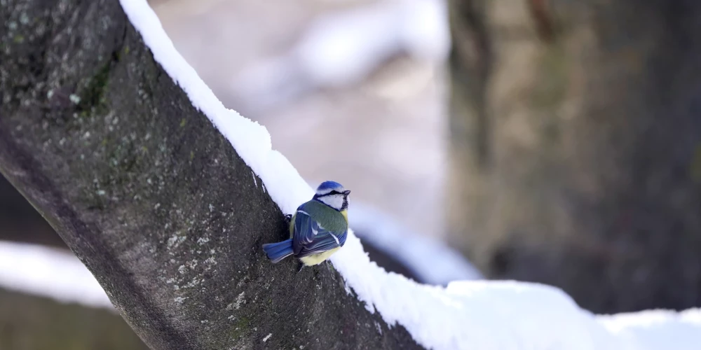 Zilzīlīte koka zarā.