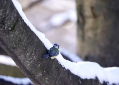 Trešdien vietām veidosies divus līdz četrus centimetrus bieza sniega sega