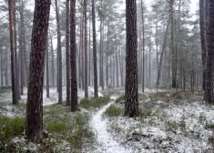 В среду местами выпадет 2-4 см снега