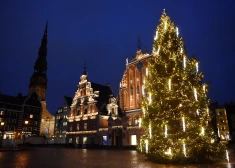 Мэр Риги и горожане ищут идеальные елки для грядущего праздника