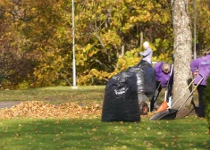 Lapu savākšana Rīgā uzņem apgriezienus, bet solītā kailgliemežu kontrole nenotiek