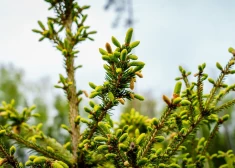 Laiks stādīt egļu mežus