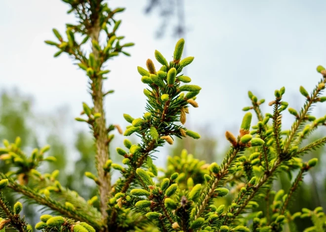 Laiks stādīt egļu mežus