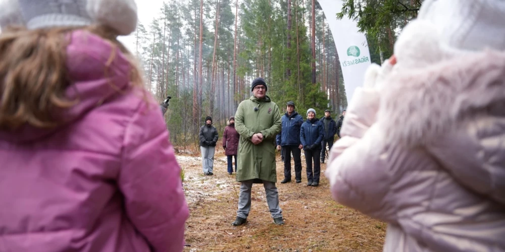 Rīgas mērs Viesturs Kleinbergs kopā ar pašvaldības uzņēmuma "Rīgas meži" pārstāvjiem, kā arī bērnu un jauniešu vokālās studijas "RASA'' dalībniekiem izraudzīja galvenās Ziemassvētku egles.