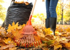 Рижане активно сдают собранные листья - а как проходит проверка на испанских слизней? 