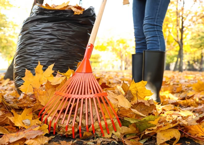 Рижане активно сдают собранные листья - а как проходит проверка на испанских слизней?