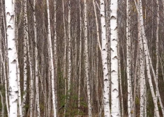 В четверг существенных осадков не ожидается