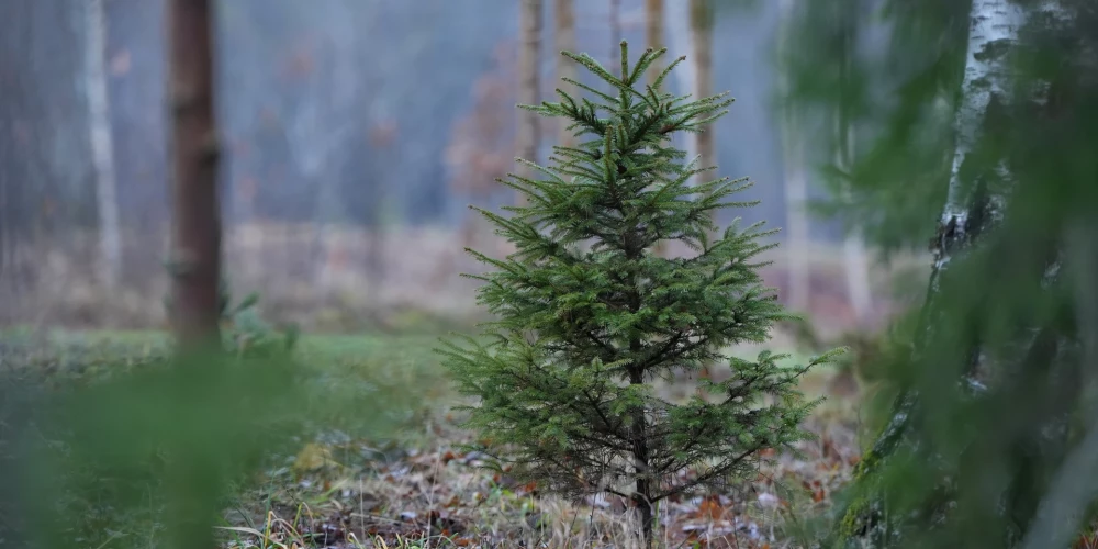 Ilustratīvs attēls.