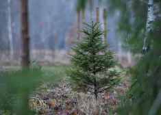 Dobeles novada iedzīvotājus aicina piedalīties Ziemassvētku konkursā