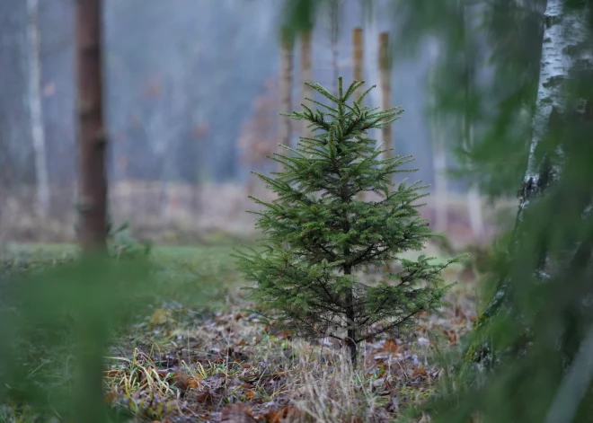 Dobeles novada iedzīvotājus aicina piedalīties Ziemassvētku konkursā