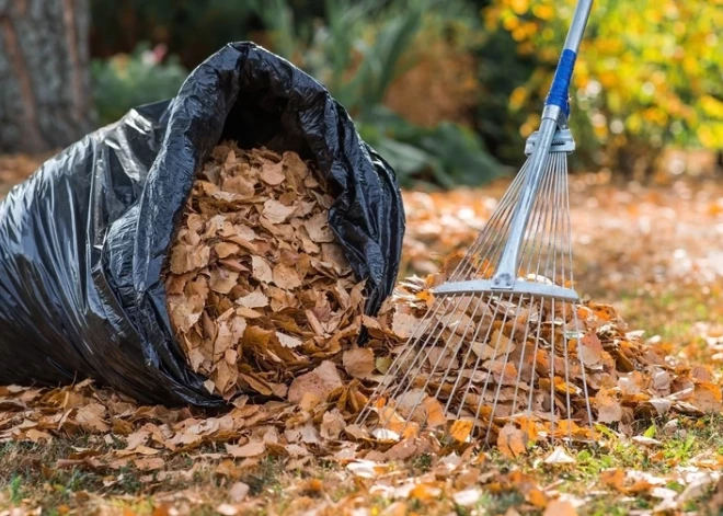 Rudens lapas Ogres novadā varēs nodot bez maksas līdz novembra beigām