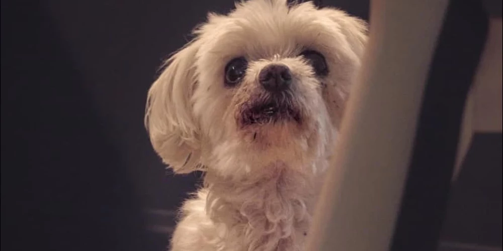 Dada (foto: Aija Andrejeva / Facebook)