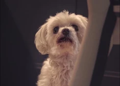 Dada (foto: Aija Andrejeva / Facebook)