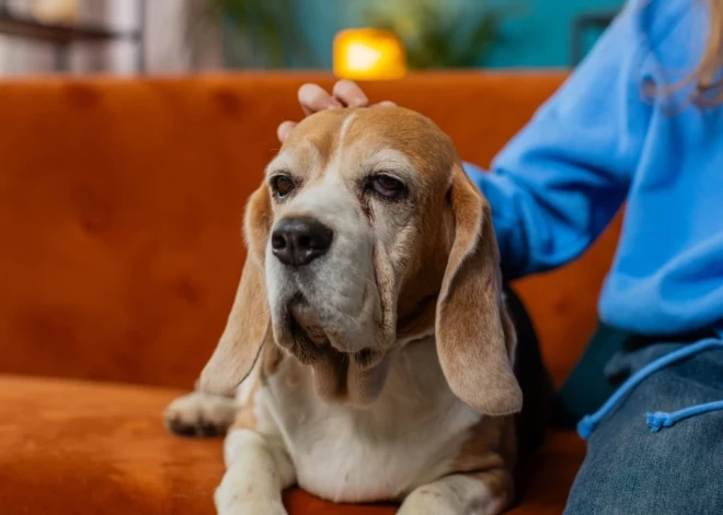 Īstais brīdis ieklausīties savā intuīcijā - horoskops visām zodiaka zīmēm no 24.11. līdz 30.11.