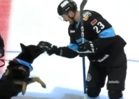 Suns iekožas Andreja Stasa cimdā.