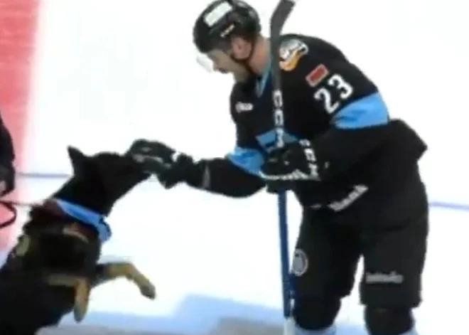 VIDEO: agresīvs suns okupantu līgas spēlē uzbrūk hokejistiem un izbojā propagandas komandu draudzību