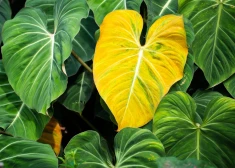 Pacientu biedrība aicina sekmēt izdzīvošanas iespējas reto slimību pacientam