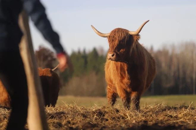 Par “Sējēja” balvas naudu liellopu pulks tiks papildināts vēl ar diviem Herefordas šķirnes liellopiem.