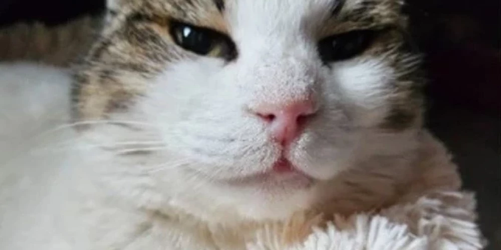 Musja ir atguvusies no fiziskām un emocionālām traumām (ekrānuzņēmums no "X")