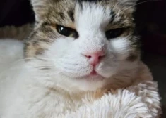 Kā klājas pasaulslavenās pils "Bezdelīgu ligzda" kaķenei, kuru psihiski nevesels tūrists bija iemetis no 40 metru augstas klints?