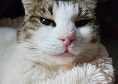 Musja ir atguvusies no fiziskām un emocionālām traumām (ekrānuzņēmums no "X")