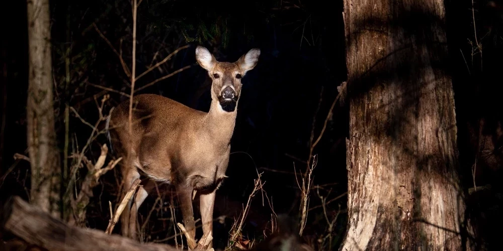 Зима — особенно подходящее время для знакомства с природой и животными в темноте.