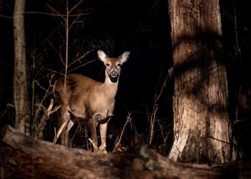 Зима — особенно подходящее время для знакомства с природой и животными в темноте.