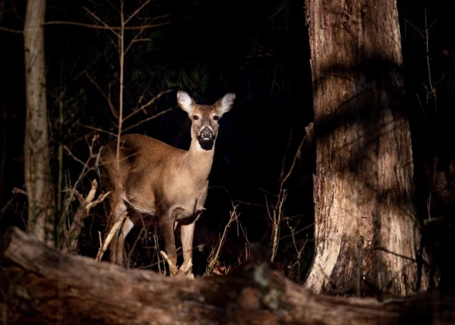 Ночные походы по природным тропам в Лигатне предлагают увидеть жизнь леса в темноте