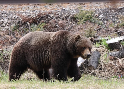 Kāda 10 gadus veca bērna māte Veronika Šūnere atklāj, ka vairāki cilvēki cieta, jo centās lāča uzbrukumu apturēt. 