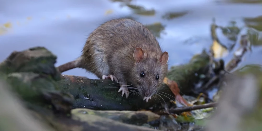 SPKC бьет тревогу из-за вспышки лептоспироза.