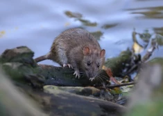 Лептоспироз в Риге: заболеваемость выросла в 10 раз, центр города заполонили крысы, а люди стали реже мыть руки