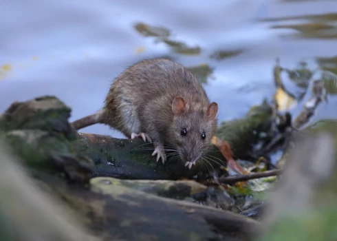 SPKC бьет тревогу из-за вспышки лептоспироза.