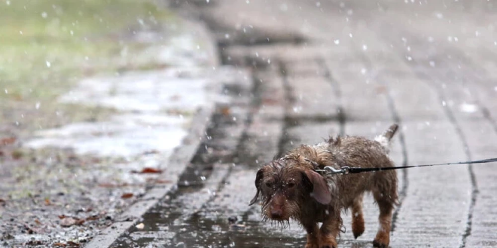 Svētdien valsts rietumu un centrālajos rajonos palaikam gaidāmi nokršņi - lietus, vietām arī slapjš sniegs un sniegs. 