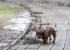 Svētdien daudzviet gaidāms slapjdraņķis