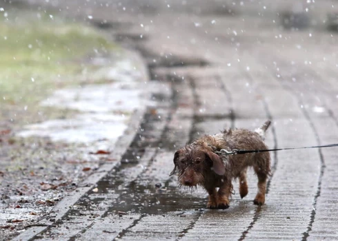 Svētdien valsts rietumu un centrālajos rajonos palaikam gaidāmi nokršņi - lietus, vietām arī slapjš sniegs un sniegs. 