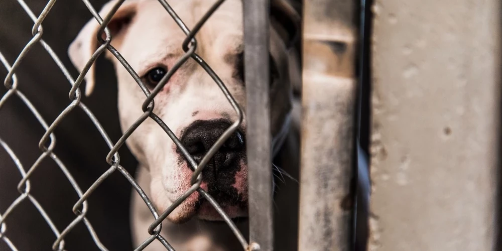 Приют — крайняя мера в случае смерти владельца.