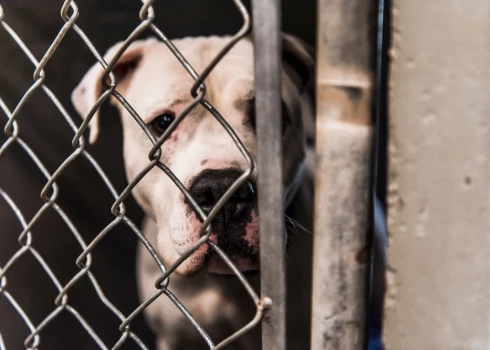 Приют — крайняя мера в случае смерти владельца.