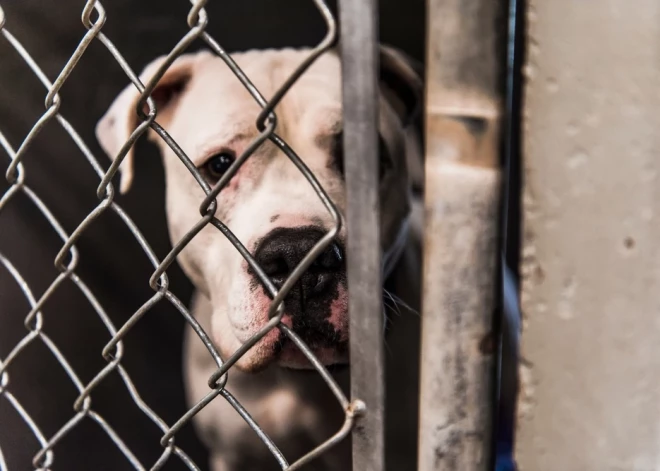 Что в Латвии происходит с домашними животными, когда их хозяин умирает