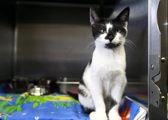 Iedzīvotāji prasa pārmaiņas: Saeima skatīs iniciatīvas par dzīvnieku tiesībām dzīvot