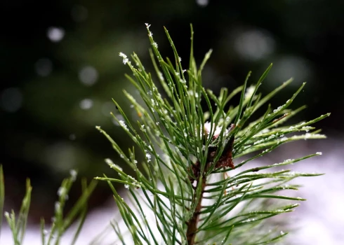 Pirmdien Latvijā būs pārsvarā mākoņains laiks.