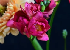 Šonedēļ vispopulārākie vārdi – Andrejs un Andris; populārākais bērnu vārds - Katrīna