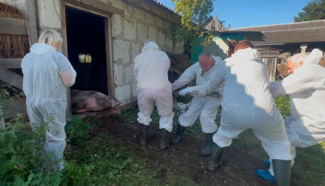 PVD darbinieki strādā Āfrikas cūku mēra skartā novietnē.