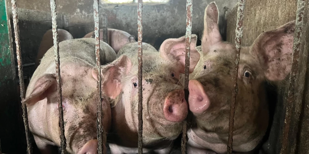 Lai arī cūku novietņu salīdzinoši nav daudz, aptuveni divi tūkstoši, tajās tiek turētas ap 308 tūkstošiem cūku.