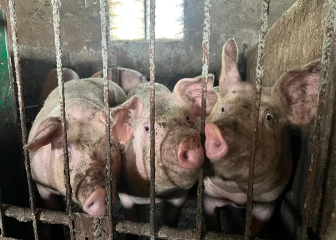 Lai arī cūku novietņu salīdzinoši nav daudz, aptuveni divi tūkstoši, tajās tiek turētas ap 308 tūkstošiem cūku.