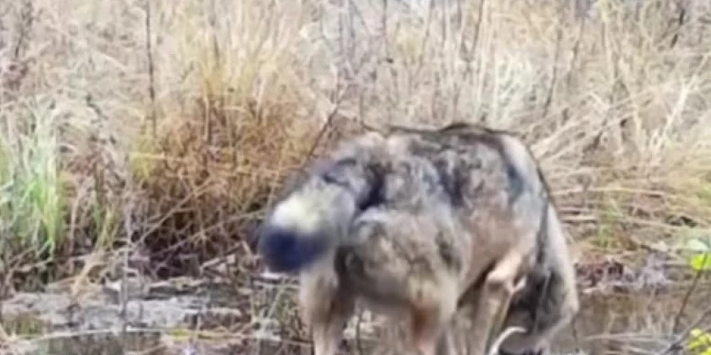 Latvijas valsts meži sociālajā tīklā "Facebook" publicējuši video, kur redzams, kā Dūmiņu purvā pastaigājas vilks. 