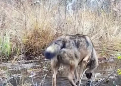 Latvijas valsts meži sociālajā tīklā "Facebook" publicējuši video, kur redzams, kā Dūmiņu purvā pastaigājas vilks. 