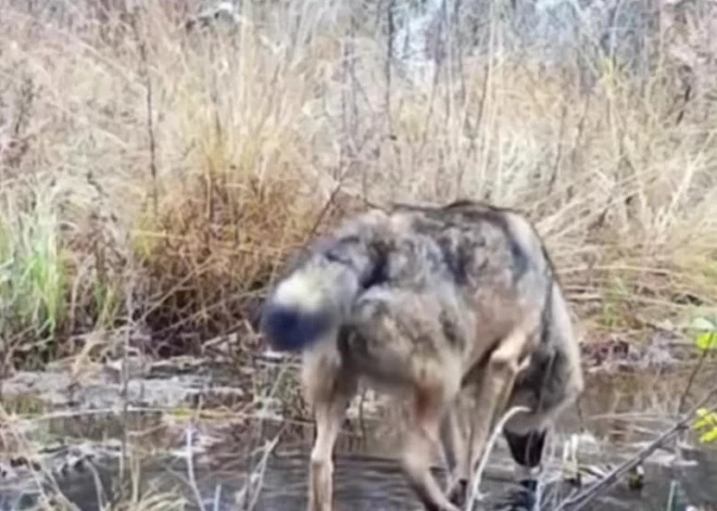 VIDEO: kamera fiksē kā purvā pastaigājas vilks