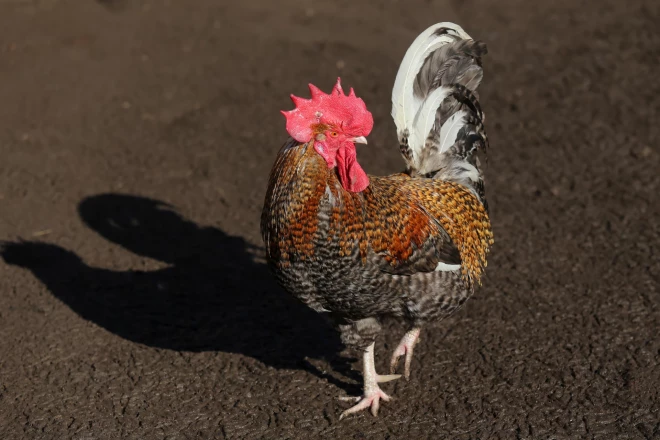 Valsts uzraudzībā ir visas sevišķi bīstamās jeb A kategorijas dzīvnieku infekcijas slimības, tostarp putnu gripa. 