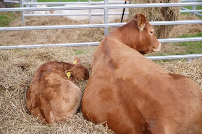 Latvijā reģistrētas vairāk nekā 22 tūkstoši lauksaimniecības dzīvnieku novietņu, no kurām apmēram puse – 11 tūkstoši novietņu ar 355 tūkstošiem dzīvnieku, ir liellopu novietnes.